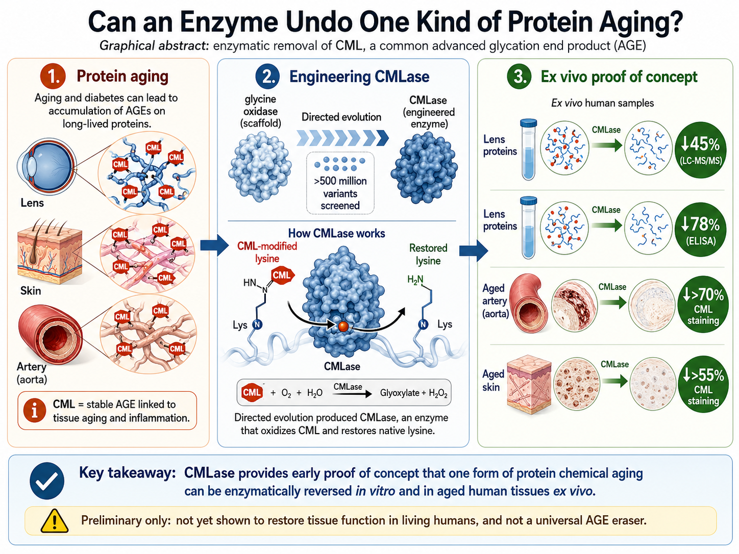 CMLase and deglycation graphic abstract