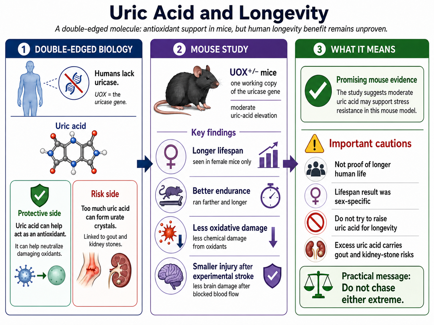 Uric acid and longevity scientific infographic