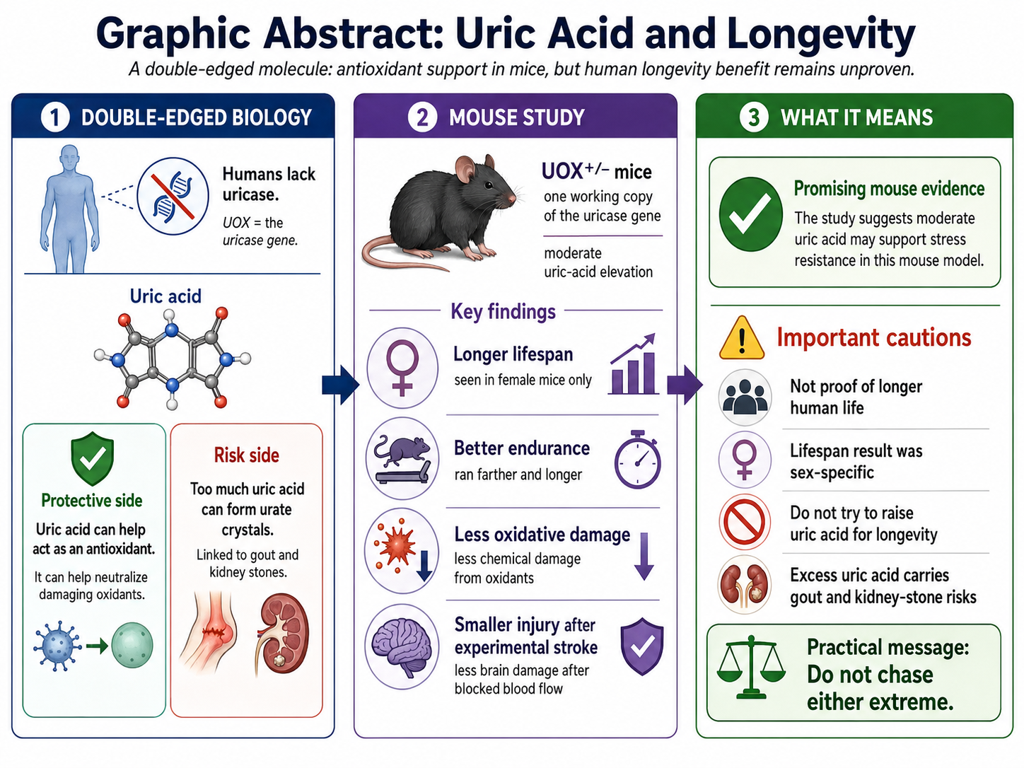 Uric acid and longevity graphic abstract